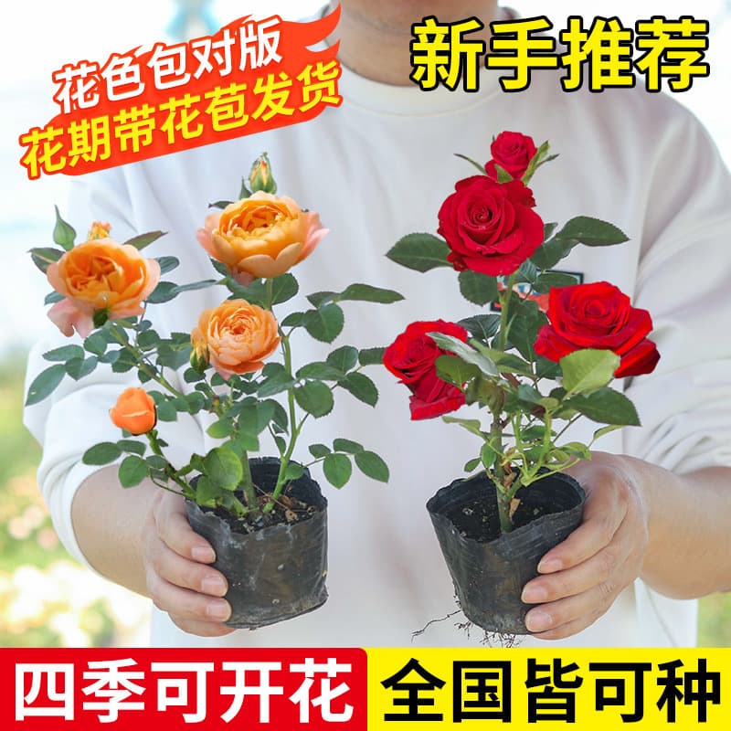 Rose Seedlings, Monthly Rose Saplings, Four-Season Blooming Potted Flowers, Climbing Green Plants, Large Vine Roses, Monthly Rose Seedlings