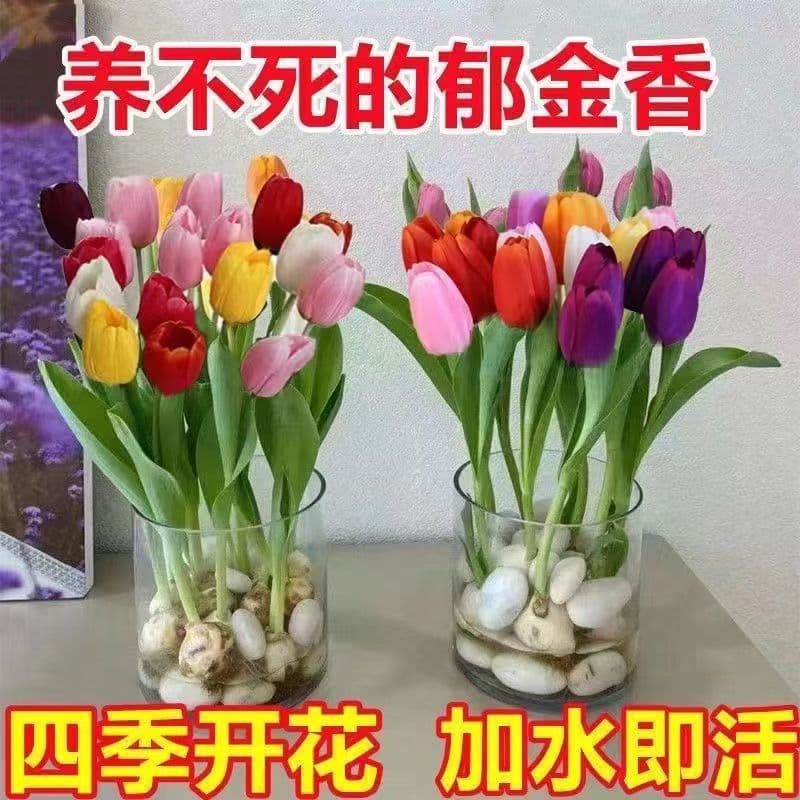 Wholesale 5 Tulip Bulbs in Stock, Four-Season Blooming, Easy to Grow, Hydroponic Flowers, Double-Petal, Suitable for Balcony Soil Cultivation Potted Plants