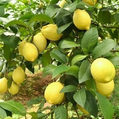 Lemon Tree Seedling Potted with Branches Lemon Seedling Ground Planting Fragrant Lemon Seedling Lemon Orange Seedling Four-Season Fruiting