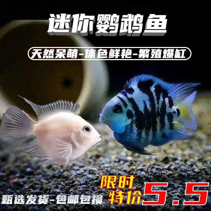 Mini Parrot Fish, Cichlid Fry, Ornamental Fish, Breeding Pair, Tropical Small Live Fish, Hardy Freshwater