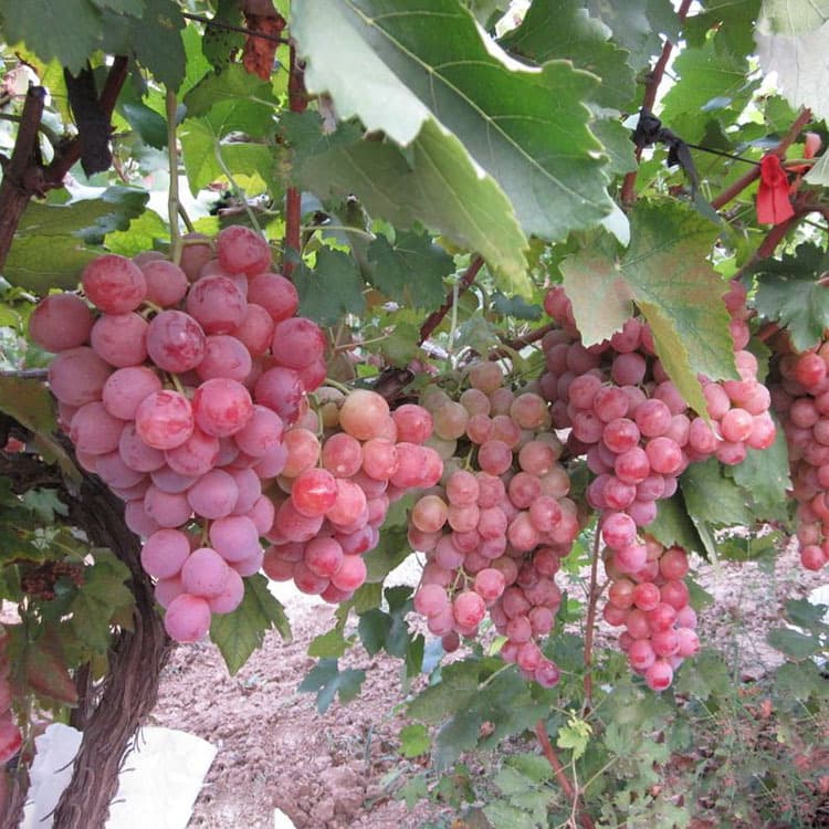 Grape Seeds for Fruit Tree Seedlings, Potted Fruit, Giant Peak Red Grape, US Imported Grape Seedlings