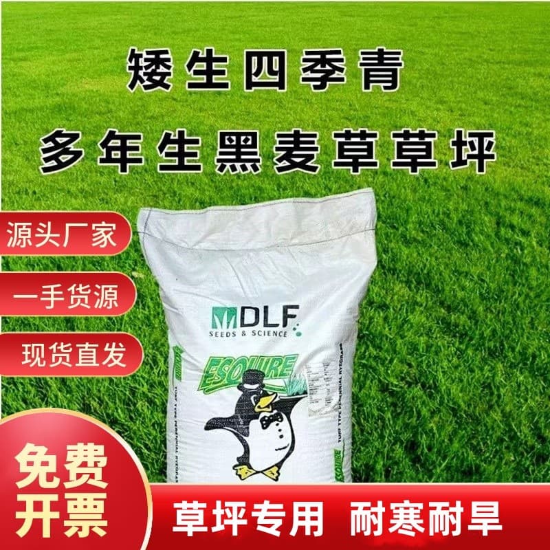 Blue Label Ryegrass Seed, Four Seasons Green for Slope Protection, Perennial Lawn Seed, Cold Tolerant for Winter Landscaping Lawn Seed