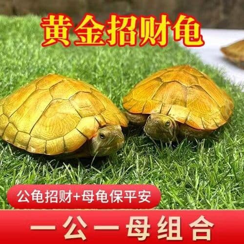 Pair of Couple Turtles Golden Fortune Brazilian Turtle Small Turtle Live Pet Ornamental Longevity House Guardian Live Turtle