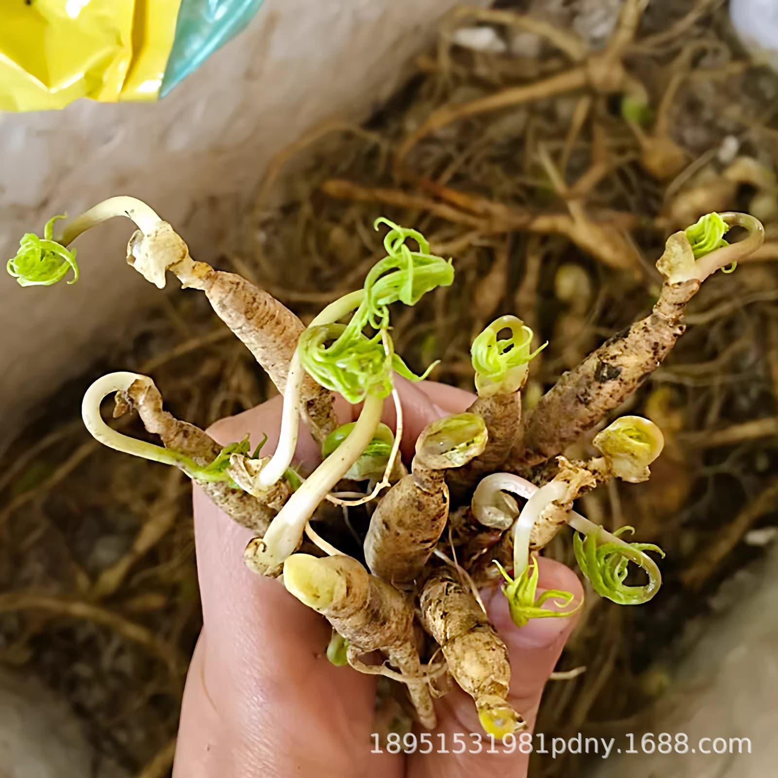 Changbai Mountain Ginseng Seedlings Live Root Wild Forest White Stick Garden Large Northeast Ji Large Quantity Per Mu Ginseng Seedlings
