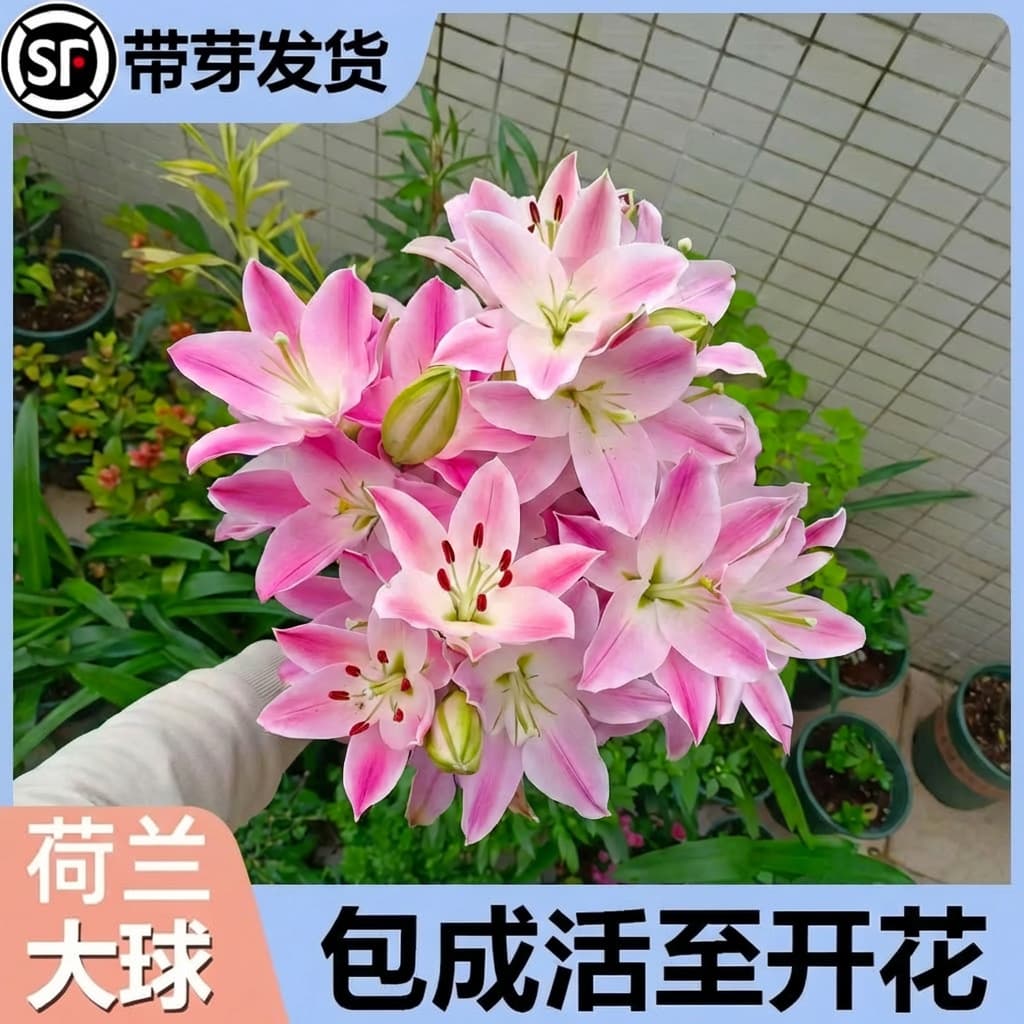 Fragrant Double-Petal Yellow Tianba Lily Bulbs with Sprouts, Extra-Large Size, Four-Season Blooming, Perfume Lily, Guaranteed True to Variety