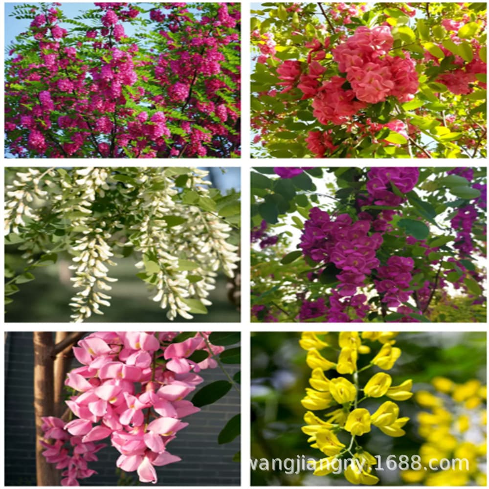 Acacia saplings, sand-proof, sand-fixing, slope protection, cold-resistant, drought-resistant, soil-fixing, greening saplings, black locust saplings, creeper saplings