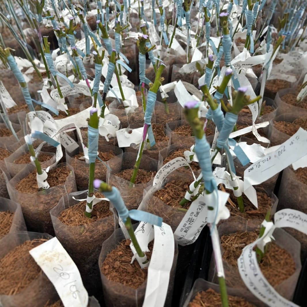 Stretch Tie Tape Seedling Branch Tying Extension Long Band
