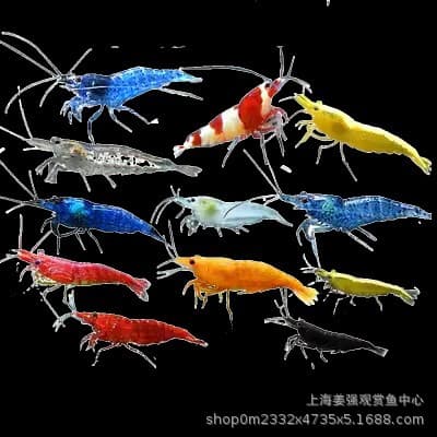 Ornamental Shrimp Live Pet Black Crystal Cherry Fire Shrimp Algae-Eater