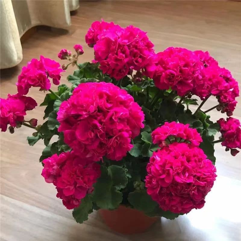Double-flowered large-flowered geranium potted plant, blooms continuously in four seasons, suitable for garden, indoor, outdoor, and balcony, easy to grow