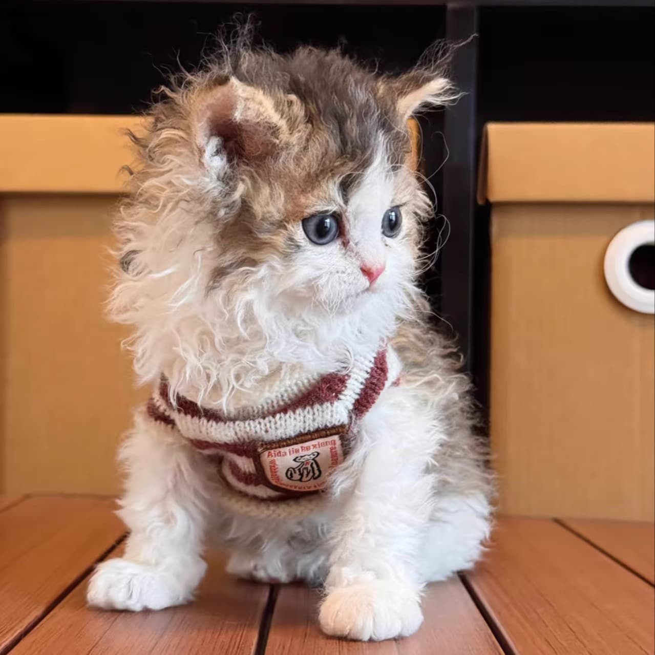 Purebred Selkirk Rex Kitten Long-haired Pet Cat Homozygous Affectionate Selkirk Kitten Live Animal