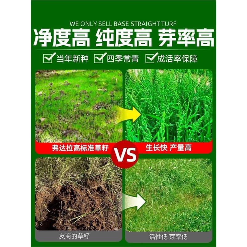 Pondweed Seeds, Crayfish Farming Aquatic Grass, Bitter Stem Grass, Water Barnyard Grass Seeds, Cold-Tolerant Emergent Aquatic Grass Seeds, Shrimp Pond Grass Seeds