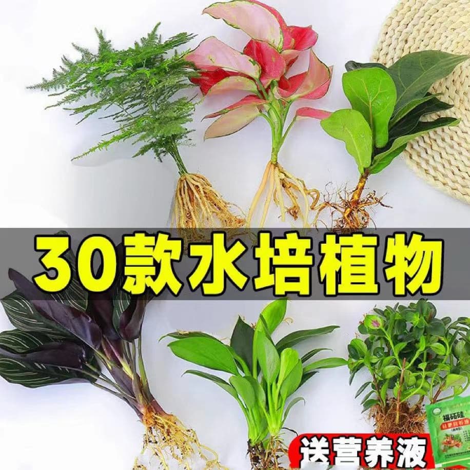 Hydroponic Plants: Lucky Bamboo, Pothos, Parlor Palm - Indoor Potted Plants for Living Room, Desktop, Glass Fish Tank - Easy Care Green Plants