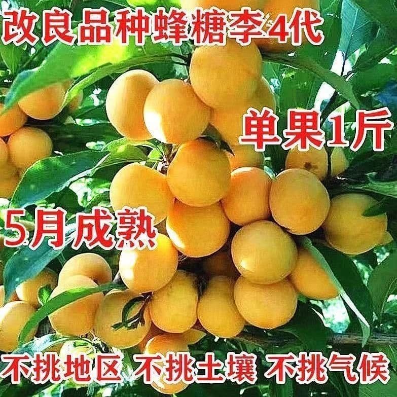 New grafted honey plum seedlings are extra large, crisp, sweet, and freestone; suitable for both northern and southern climates; can be grown in pots or in the ground; bears fruit in the same year.