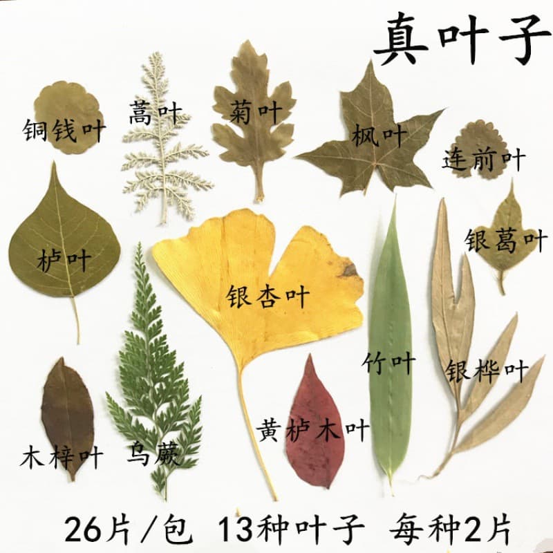Dried leaves, maple leaves, dried flower specimens, real dried leaf decorations, natural fallen leaf decals, dry sycamore leaves, handmade leaves