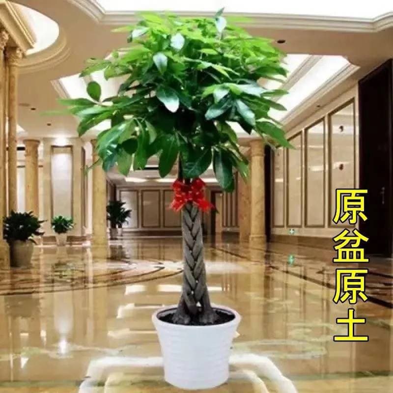 Large Money Tree Indoor and Outdoor Bonsai Potted Plant Lucky Tree Money Tree Flower Seedling Living Room Large Green Plant