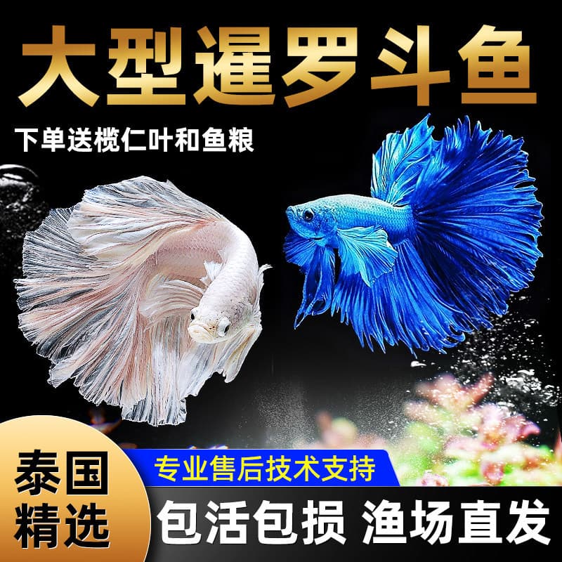 Betta Thai ornamental fish tropical freshwater fish live small and easy to raise half-moon lion king horsetail pet fry