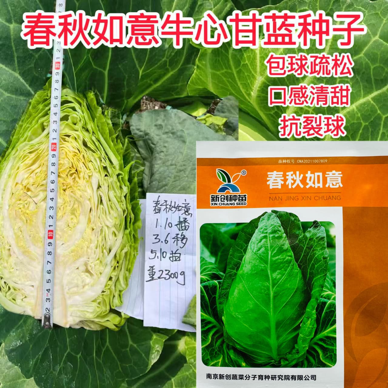Spring Cabbage Seeds Seedlings Cow Heart Four-Season Cabbage Cabbage Large-Headed Vegetable Vegetable Seeds