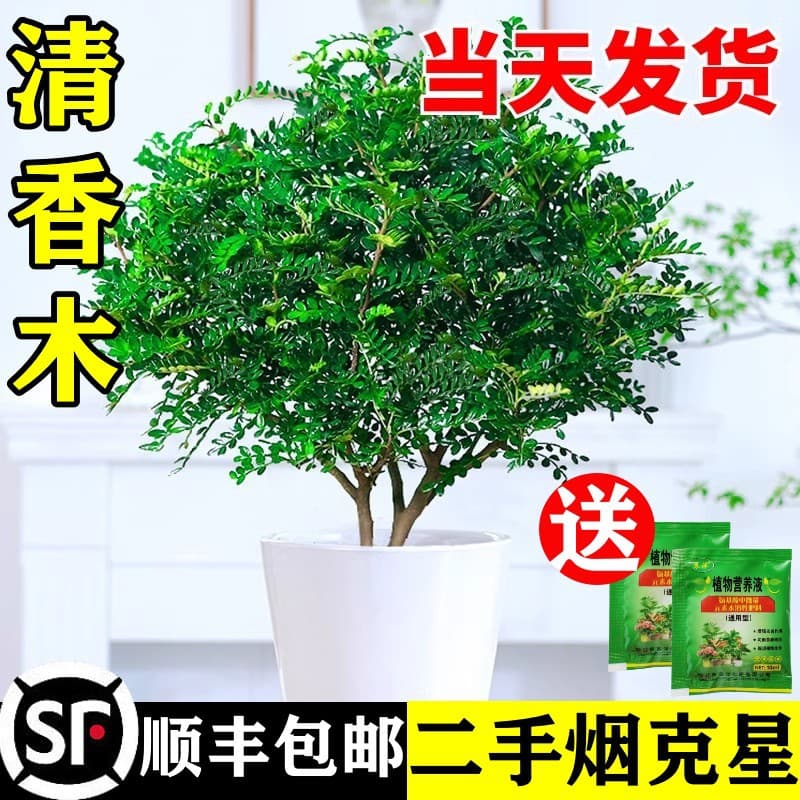 Fragrant Zanthoxylum piperitum potted flowers, indoor/outdoor mosquito-repelling plant, tree saplings, old stump bonsai, Murraya paniculata green plant.