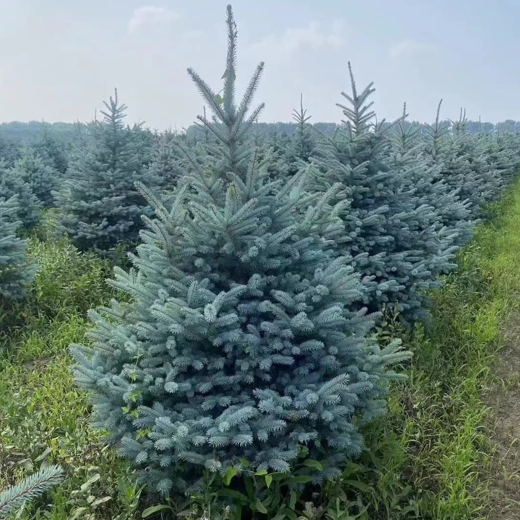 Spruce Trees, Qingjian Spruce, 1 to 10 Meters High Spruce Saplings, Evergreen Arbor for All Seasons
