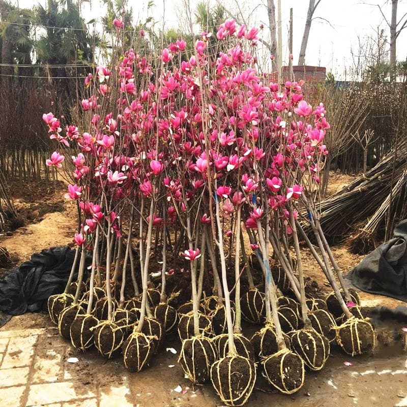 Magnolia saplings, courtyard villa ground greening plants, red magnolia, white magnolia, purple magnolia, large landscape flowers