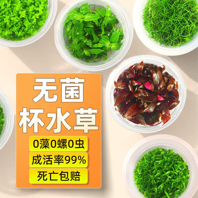 Aquatic Plant for Fish Tank, Water Purification & Oxygenation, Mini Pearl Grass & Bucephalandra, Sterile Cup