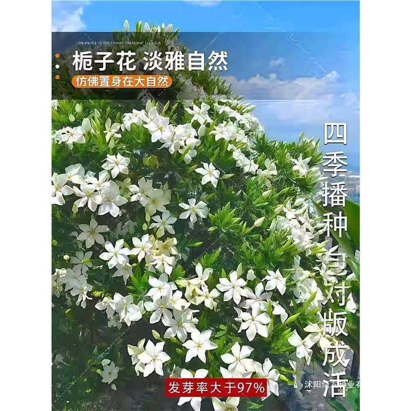 Gardenia Seeds, Multi-Season Sowing, Easy-to-Grow Flowering Plants, Potted Indoor and Outdoor Flower Seeds