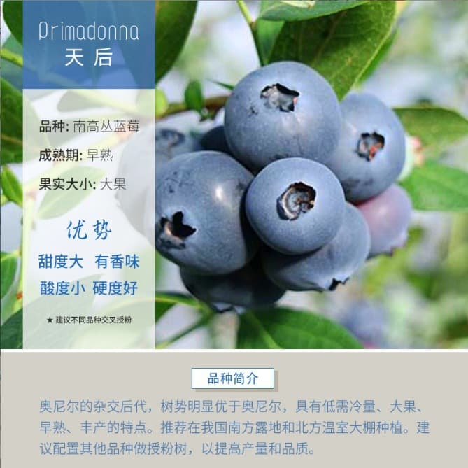 Blueberry Seedling F6 Emerald Dual-Season Fruiting, Suitable for North and South Planting, Fruit Tree Seedling with Soil and Leaves