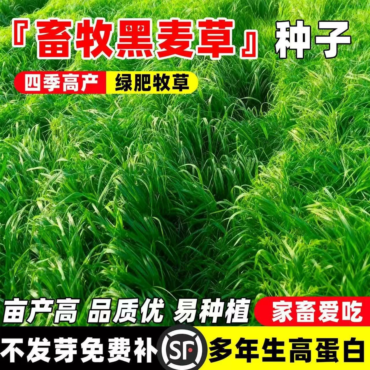 Winter animal husbandry 70 ryegrass seeds are cultivated in four seasons and perennial ryegrass seeds are fed to pigs, cattle, sheep, chickens, ducks and fish forage wholesale.
