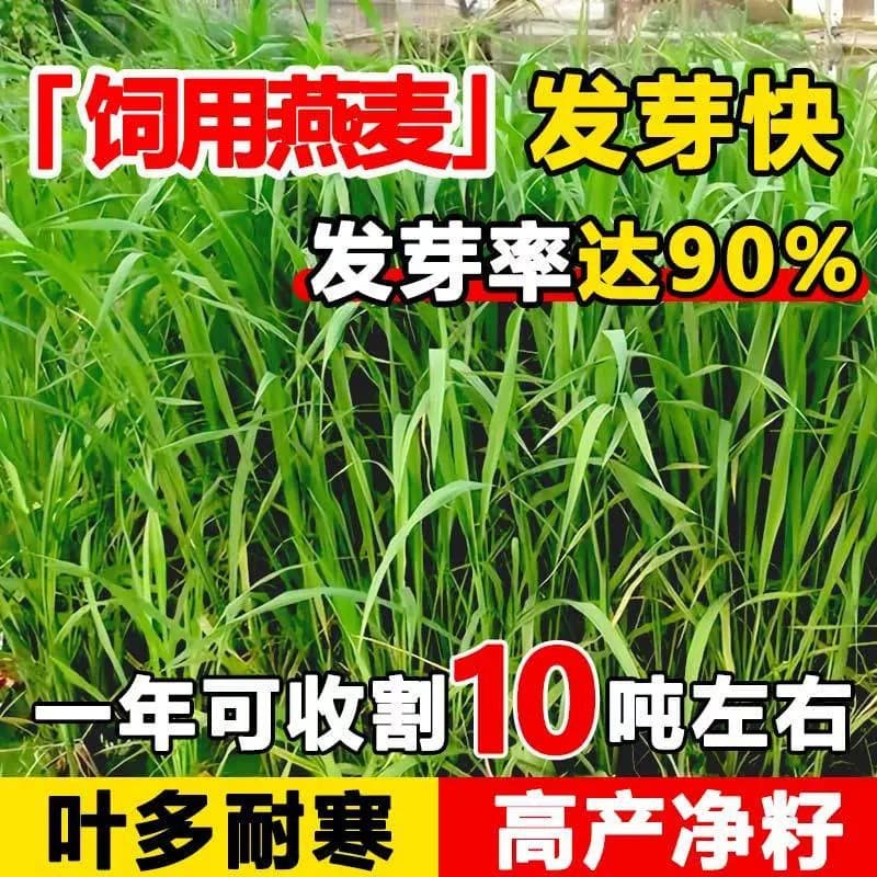 Oat seeds are high-yielding green manure for cattle, sheep, chickens, ducks, geese, rabbits, fish and grass seeds for all-season breeding.