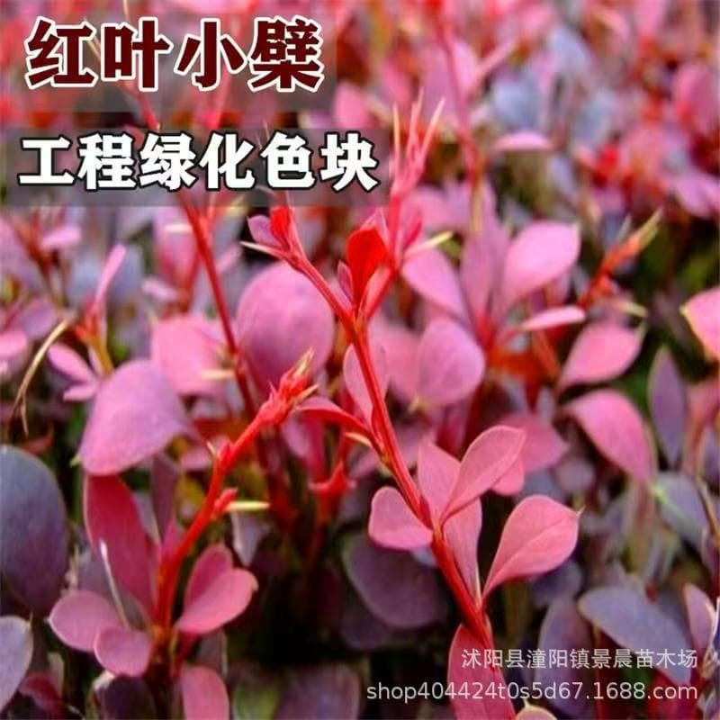 Red Leaf Barberry Seedlings for Flower Beds, Hedges, and Landscaping Projects - Red Leaf Barberry, Red Leaf Barberry, Purple Leaf Barberry Seedlings