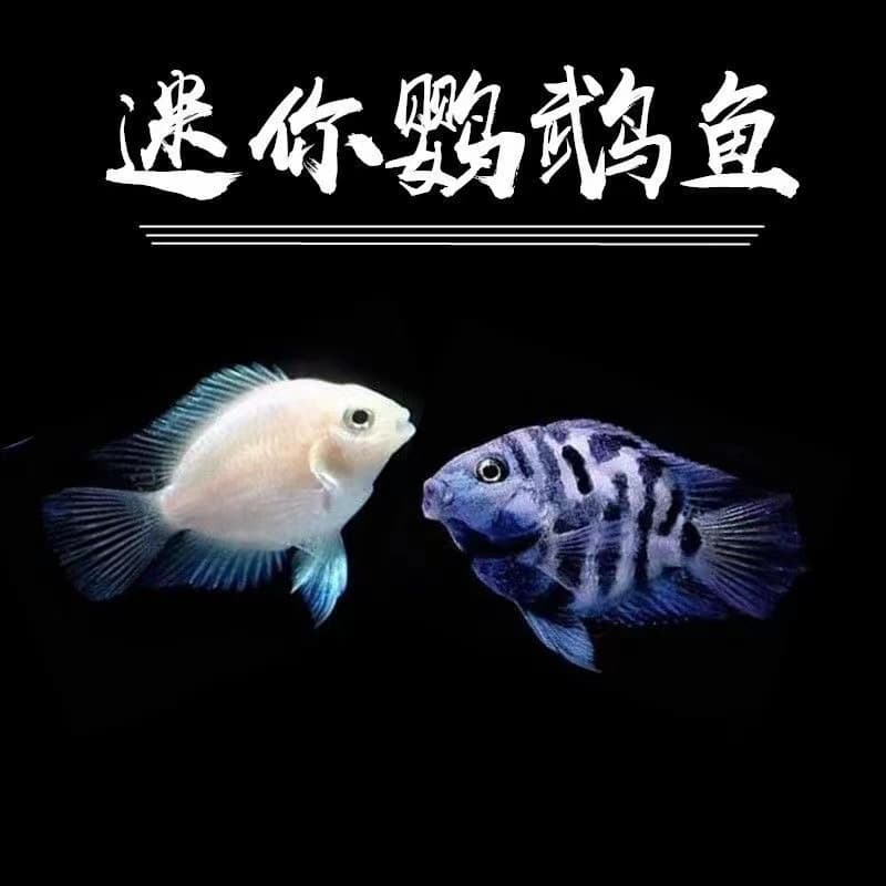 Tropical Ornamental Fish Mini Parrot Platinum Blue Parrot Breeding Fish Grass Tank Freshwater Tropical Fish Live Wholesale