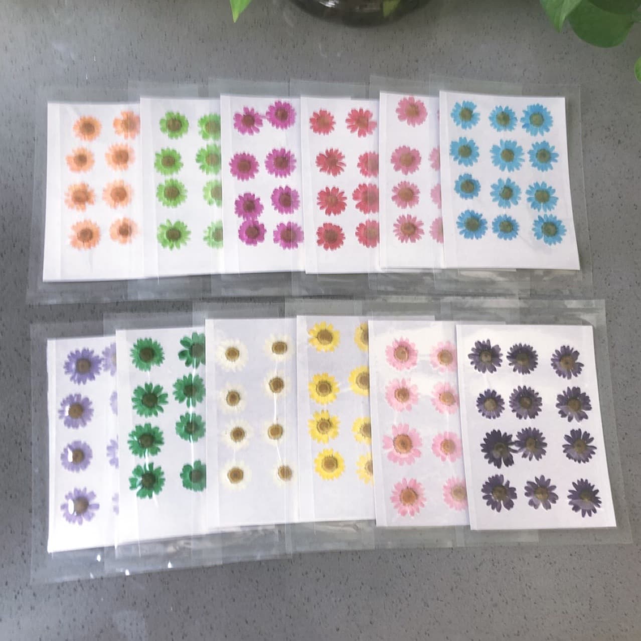 Cross-border 12 Chrysanthemum Dried Flower Pressed Flower Pack Plant Specimen DIY Handmade Bookmark Scented Candle Resin Phone Case