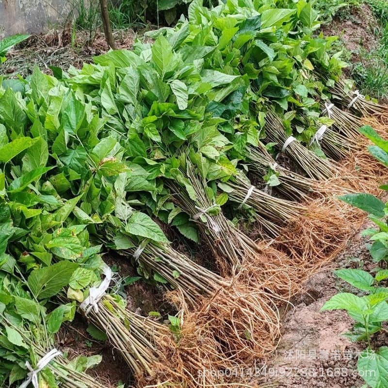 Wholesale Mulberry Saplings Large Leaf Silkworm Mulberry Saplings Potted Four-Season Fruit Mulberry Saplings Suitable for Southern and Northern Planting in Courtyards