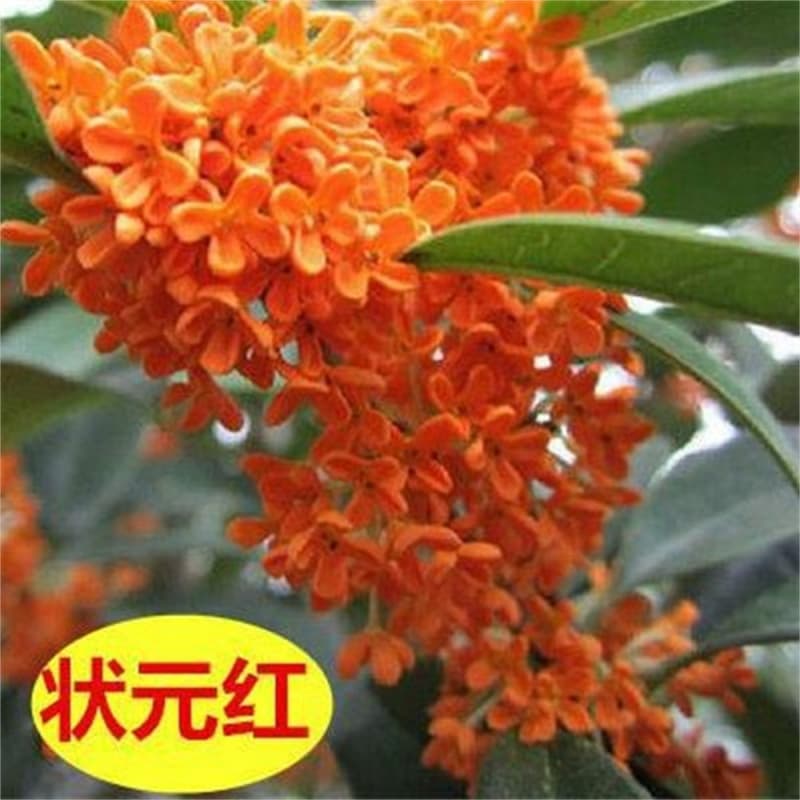 Zhuangyuan Red Osmanthus Tree Seedling, Golden Osmanthus Strong Fragrance Flower, Courtyard Outdoor Four-Season Osmanthus, Chenxiang Fringe Grafted, Blooms All Year