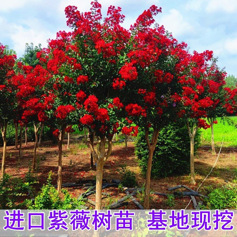 Crape Myrtle Sapling, Crape Myrtle Flower Tree Sapling, Potted or Ground Planted, Red Flower Red Rocket Crape Myrtle, Courtyard Flower Greening Engineering Seedling