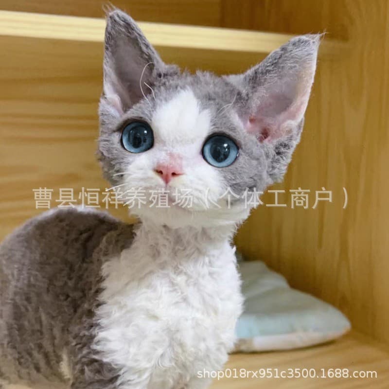 Pet cat live kitten purebred German Curl kitten live animal open-faced German cat live