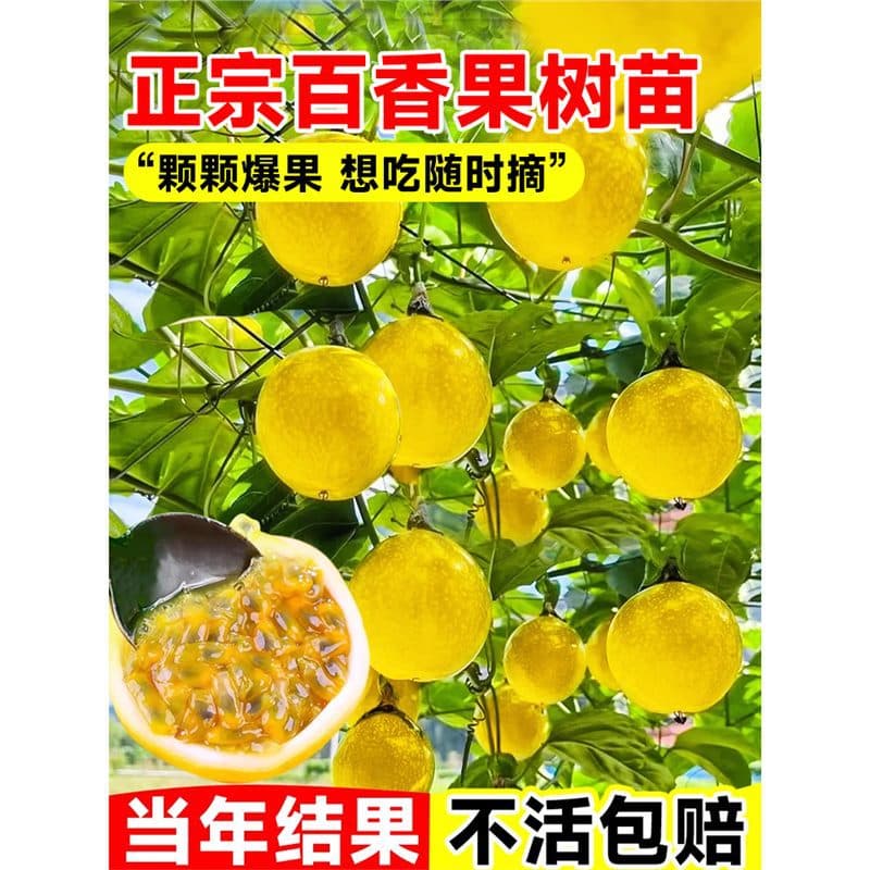 Extra Large Passion Fruit Seedlings, Golden Passion Fruit Seedlings, Grafted Seedlings, Qinmi No. 9, Continuous Fruiting, Southern Planting Potted Plants