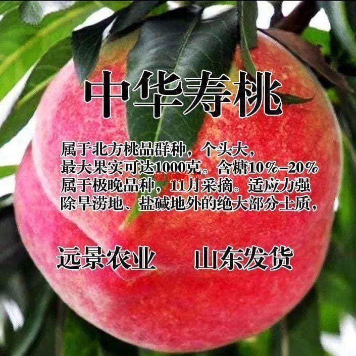 Zhonghua Longevity Peach Seedling Grafted Peach Tree Sapling Extra Cold Hardy Winter Peach Tree Sapling for North and South Planting Juicy Peach Fruit Tree Sapling