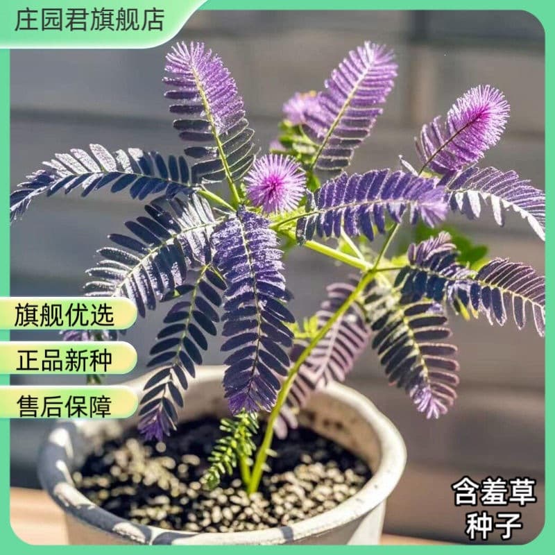 Mimosa seeds shy balcony potted interesting plants indoor courtyard green plants grass seeds flowers four seasons seeds