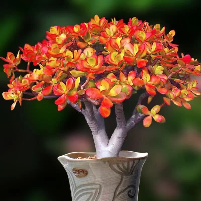 Red Jade Plant Bonsai Succulent Potted Plant Cluster Multi-Head New Flower Moon Brocade Green Plant Flower