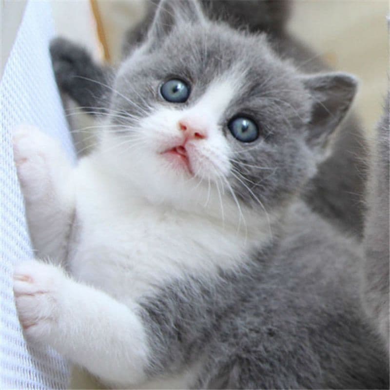 Purebred Blue and White Cat Kitten Small Cat Scottish Fold Kitten British Shorthair Cat Live Kitten Pet Cat Live