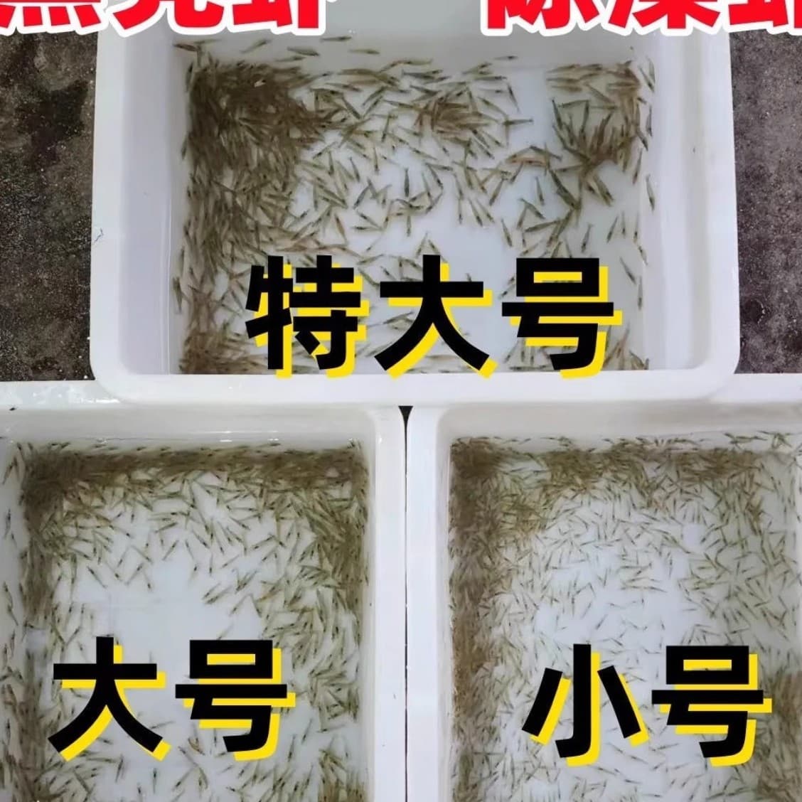 Large Black Shell Shrimp 1 cm, Small 8 cm, Extra Large 3 cm