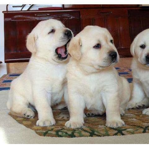 Wholesale Labrador Retriever Puppies Guide Dog Pet Dog Puppy Search and Rescue Dog Medium Companion Dog Puppy Premium Selection