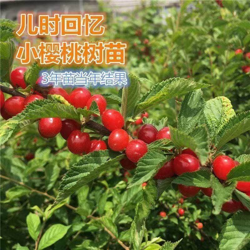 Prunus tomentosa seedlings, small cherry trees from Northeast China, cold-resistant, childhood memories, potted plants for home and gardens, ornamental flowers and fruits.