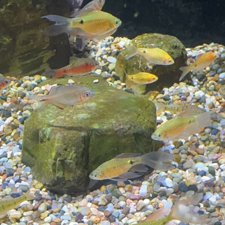Cold Water Live Fish Tank Crucian Carp Native Sailfin Rose Hardy Ornamental Fish Easy to Keep Small Fish Fry Live Fish
