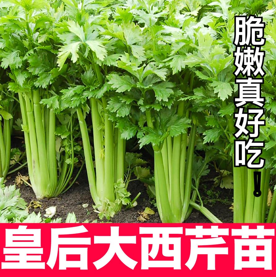 Celery seedlings, year-round sowing, balcony pot cultivation, cold-resistant celery, large celery seedlings, autumn and winter vegetable seeds, root seedlings