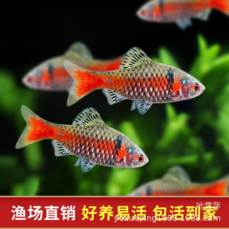 Diamond Rainbow Carp, imported carp, easy-to-raise tropical fish, native fish, small live fish, schools of fish, wholesale from fish farms.