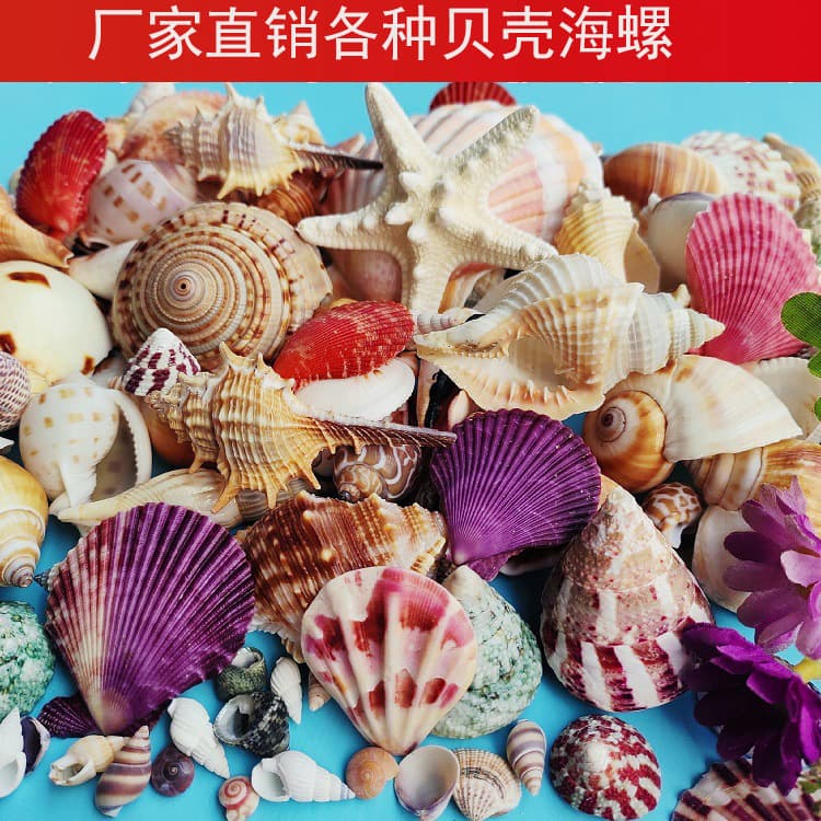Natural Shell Conch Genuine Kindergarten Children Shell DIY Materials Handmade Materials Aquarium Scaping Decoration