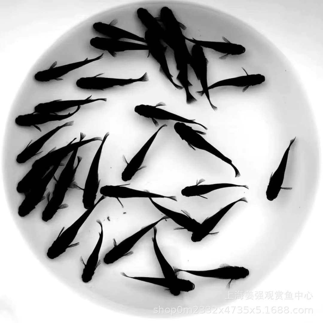 Japanese Rice Fish Black Oryzias latipes Small Native Cold Water Freshwater Ornamental Fish Easy to Keep and Hardy Traditional Fish Keeping