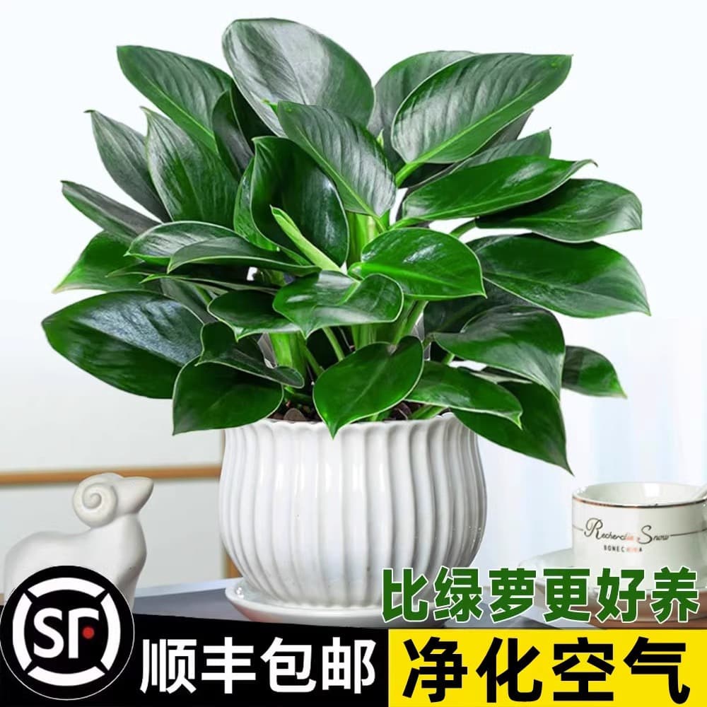Golden Pothos Potted Plant Platinum Pothos Hydroponic Large-Leaf Green Plant Succulent Office Indoor Low-Maintenance Easy-Care Flower